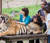 tiger visit phuket