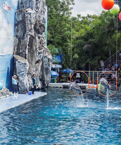 Dolphin World Pattaya
